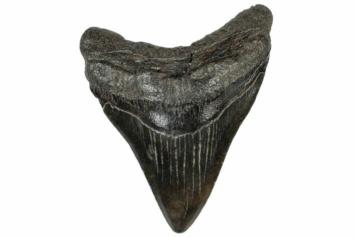 Fossil Megalodon Tooth - South Carolina #310043